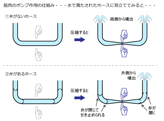 静脈弁模式図